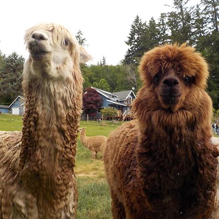Oceanfront Studio/Loft: Alpacas, Oysters & Kayaks Shelton Exteriör bild