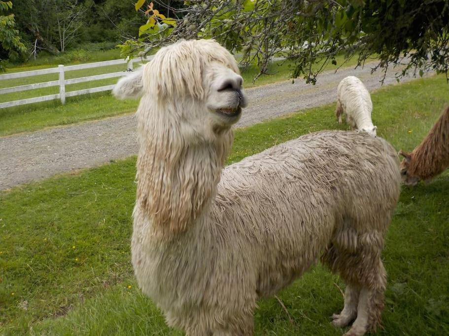 Oceanfront Studio/Loft: Alpacas, Oysters & Kayaks Shelton Exteriör bild