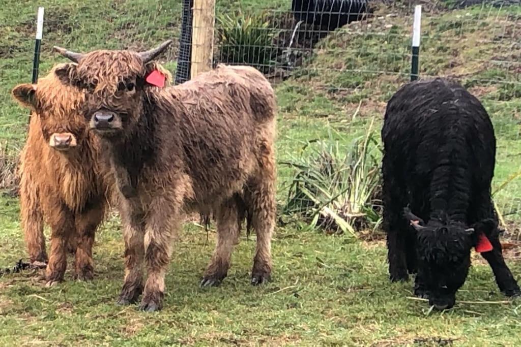 Oceanfront Studio/Loft: Alpacas, Oysters & Kayaks Shelton Exteriör bild