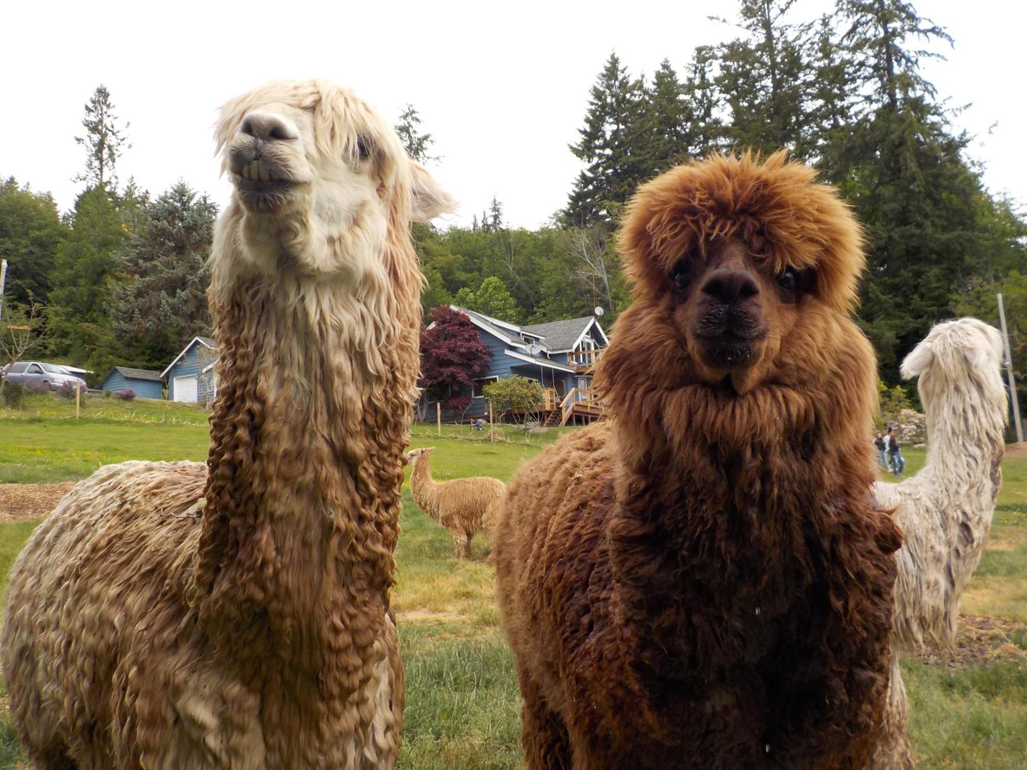 Oceanfront Studio/Loft: Alpacas, Oysters & Kayaks Shelton Exteriör bild