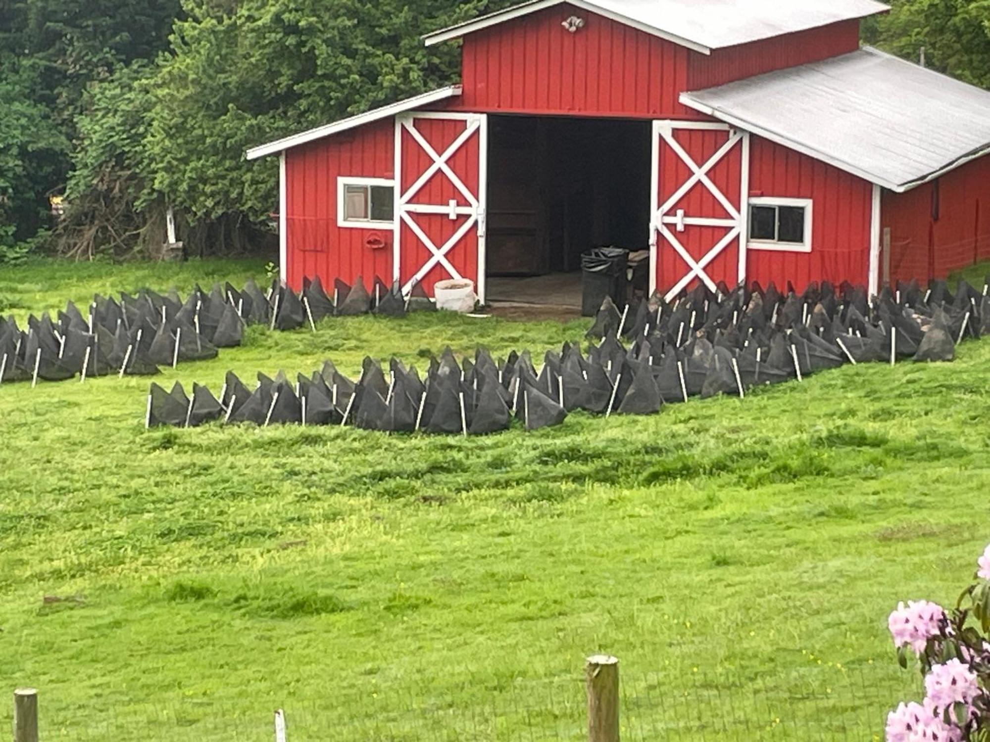 Oceanfront Studio/Loft: Alpacas, Oysters & Kayaks Shelton Exteriör bild