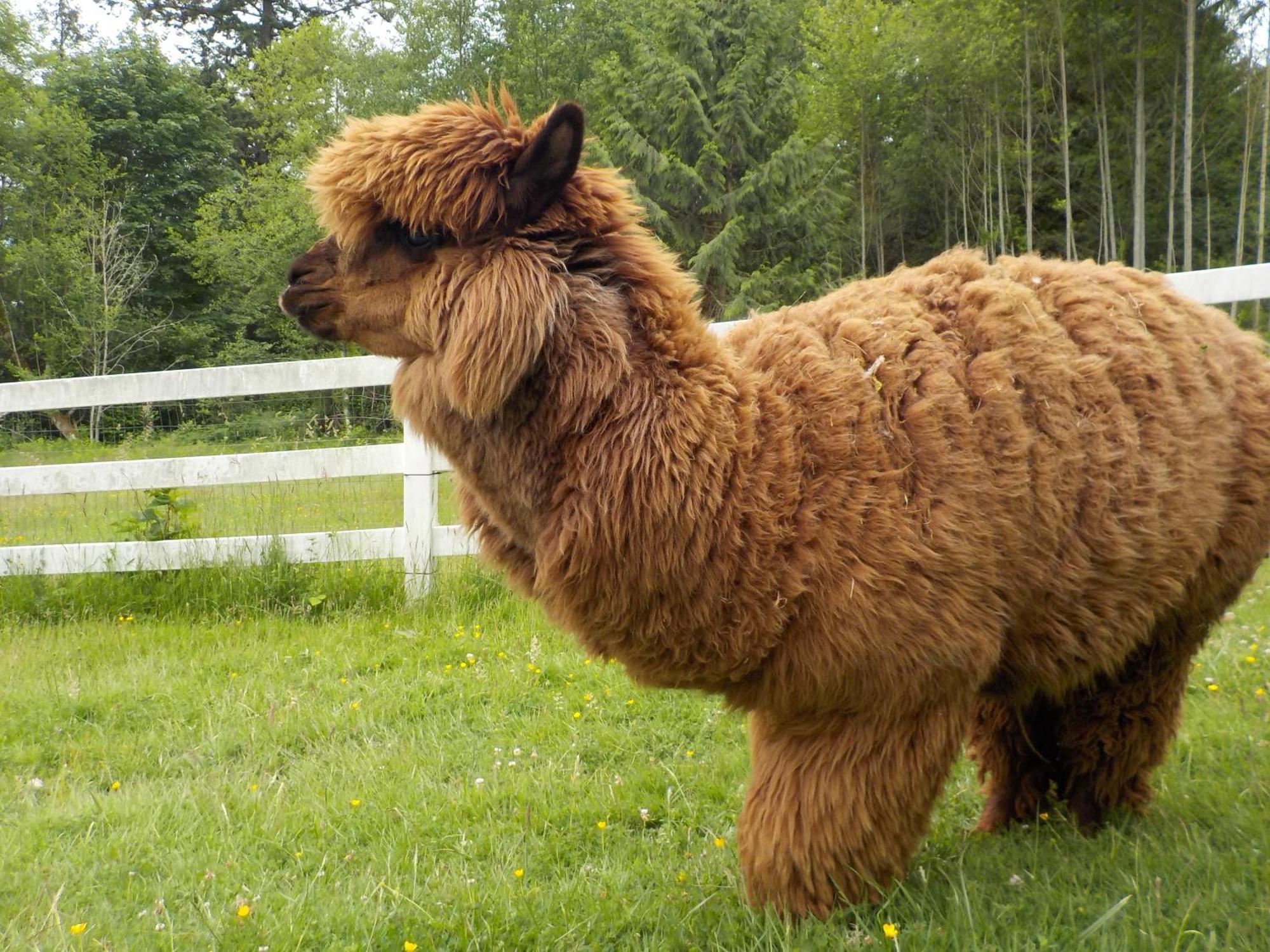 Oceanfront Studio/Loft: Alpacas, Oysters & Kayaks Shelton Exteriör bild