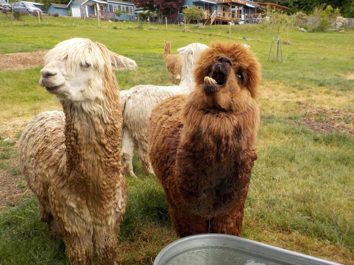 Oceanfront Studio/Loft: Alpacas, Oysters & Kayaks Shelton Exteriör bild
